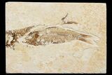 Detailed Fossil Fish (Knightia) - Wyoming #174654-1